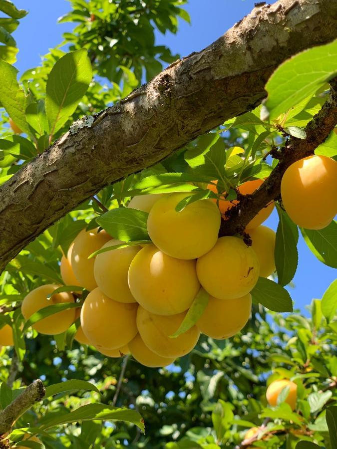 Quinta Dos Girassois Fz Lejlighed Ferreira do Zêzere Eksteriør billede